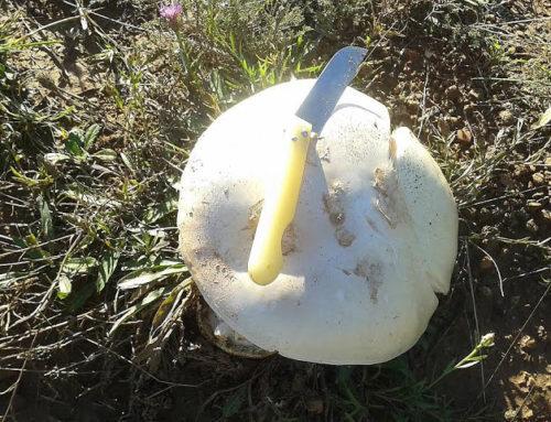 SETAS 2016: AMANITAS, BOLETUS, LACTARIUS Y SUILLUS